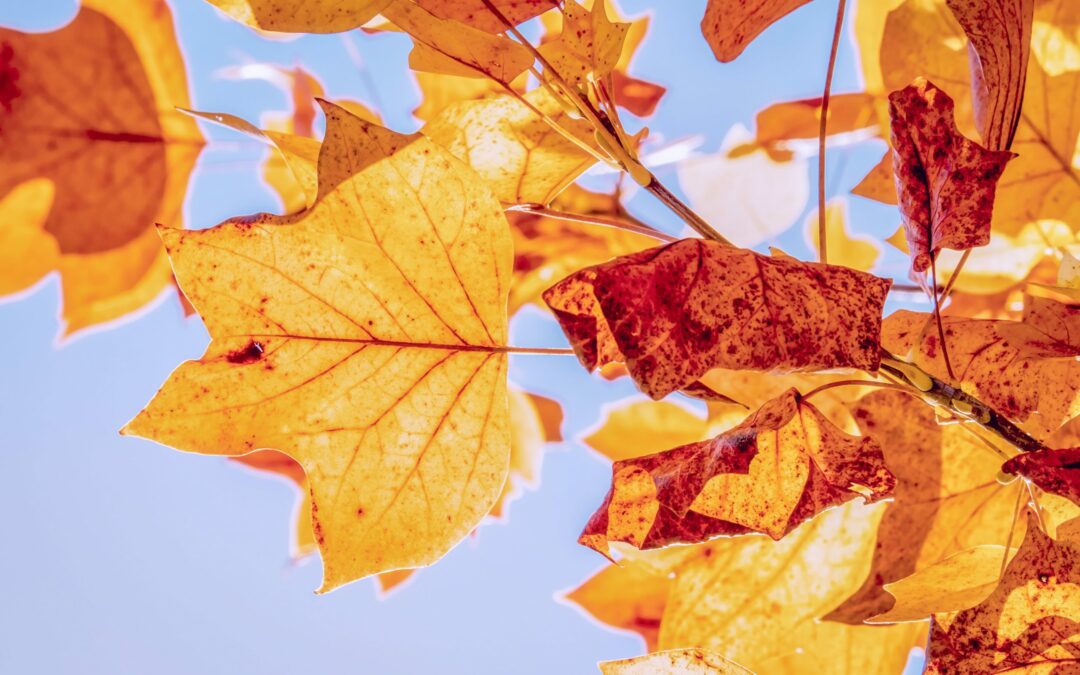 Schöne Herbstferien!